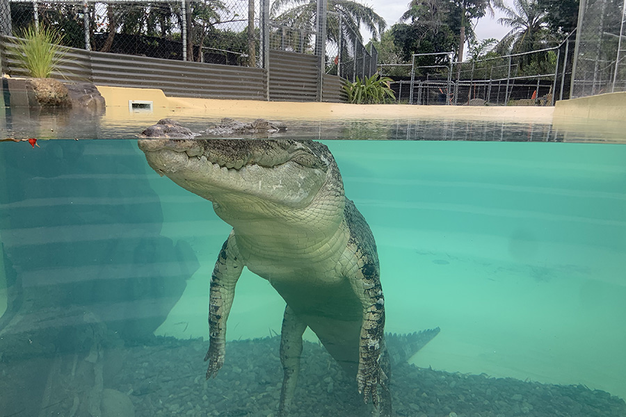 swim with the salties